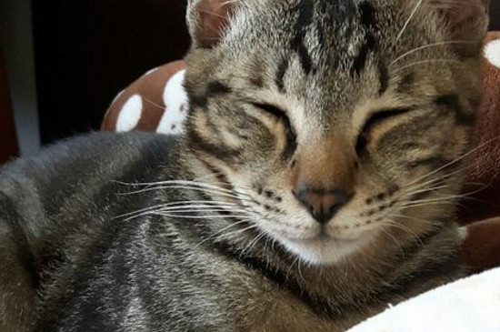 猫频繁喝水而且呕吐