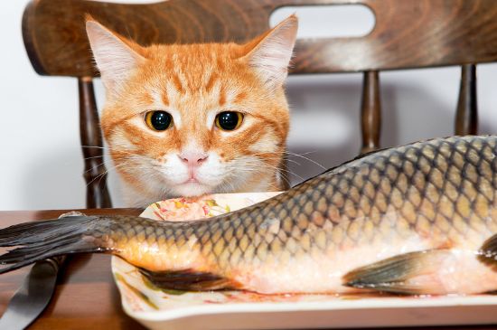 猫突然不吃不喝嗜睡