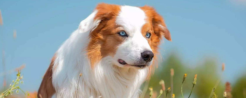 边牧属于禁养犬吗
