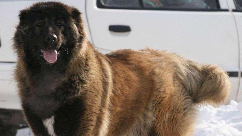 高加索犬十个不养理由