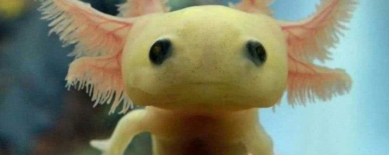六角龙鱼脚烂了怎么救
