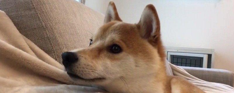柴犬肠胃不好怎么调理