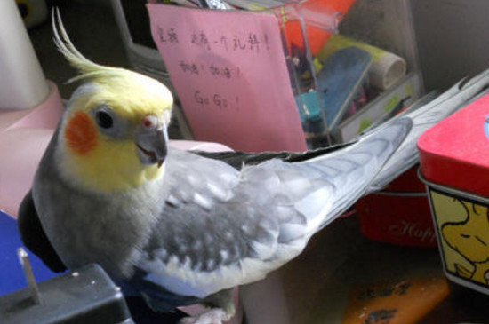 鹦鹉吃什么水果和蔬菜