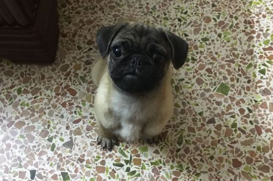 最会照顾小孩的狗