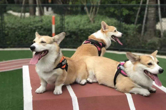 狗狗划伤肠道怎么办