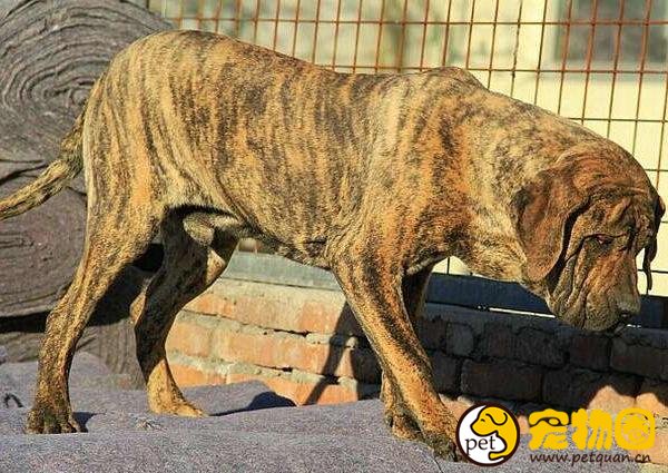 巴西非勒犬有多猛，攻击性强被多国禁止饲养