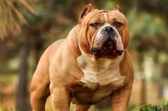 恶霸犬怎么养