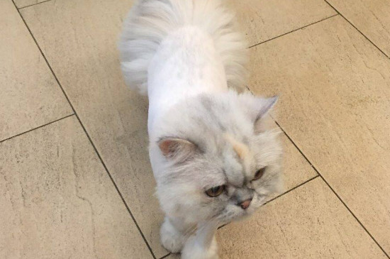 猫咪脚底毛用什么剪