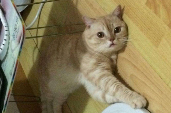 猫咪癜痫会死吗