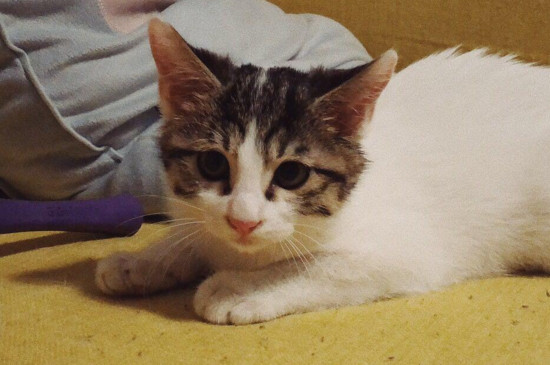 两个月小猫打喷嚏