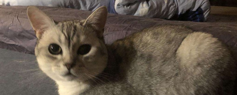 母猫多久奶水停止