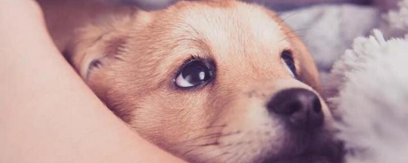 犬瘟狗狗抽搐能自愈吗
