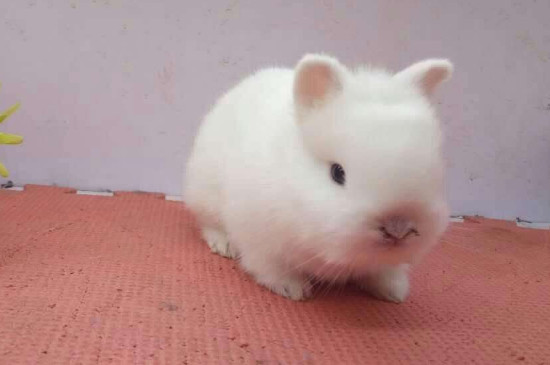 宠物兔子怎么养不会臭