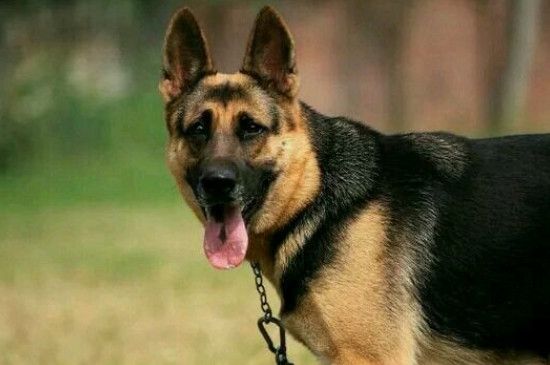 昆明犬如何训练