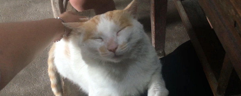 猫屁股对着你是为什么