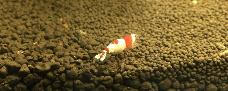 水晶虾和斑马鱼一起养可以么