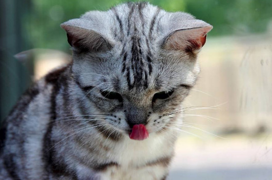 猫像狗一样吐舌头喘气