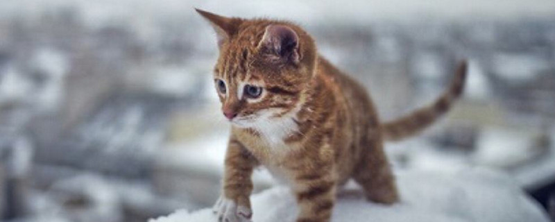 猫吃苍蝇对身体有害吗