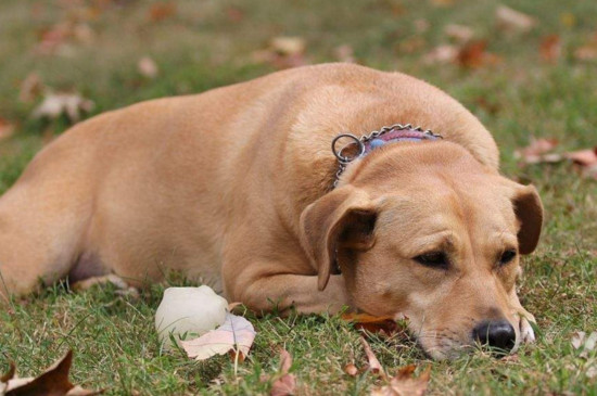 犬瘟和细小的症状，身体发热且精神食欲不振