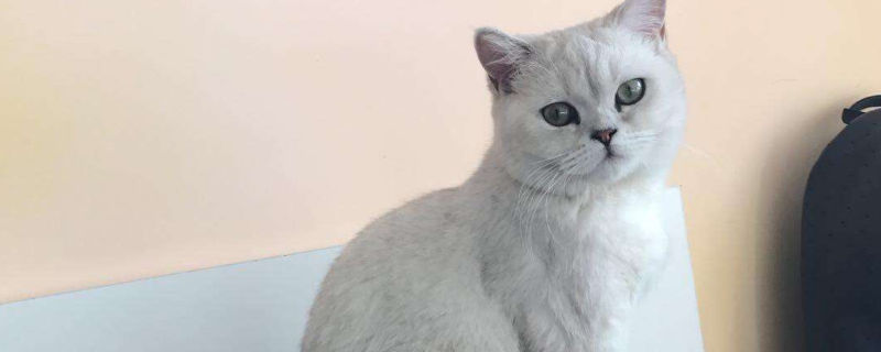母猫流产有什么症状