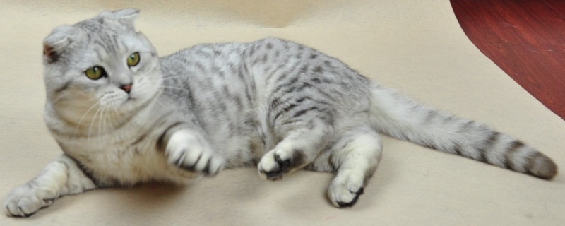 猫喜欢咬东西