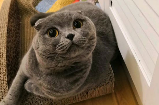 折耳猫一定会发病吗