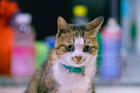 被猫咬破皮了怎么办