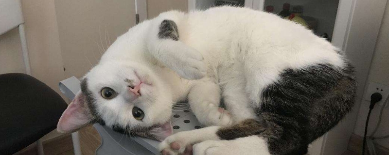 人感染了猫的耳螨