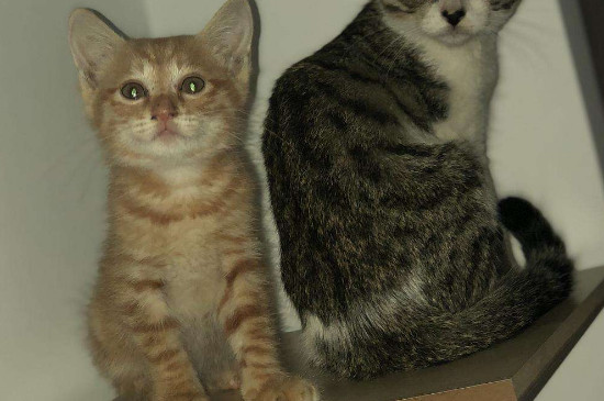 小猫脱肛会自愈吗