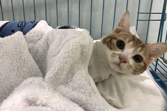 猫咪冷的表现
