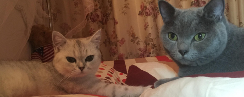 猫咪流眼泪褐色分泌物怎么回事