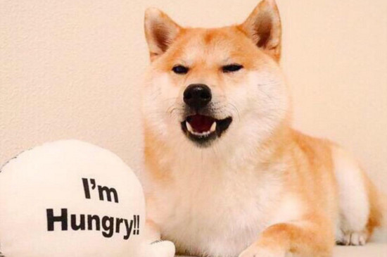 为什么柴犬很凶