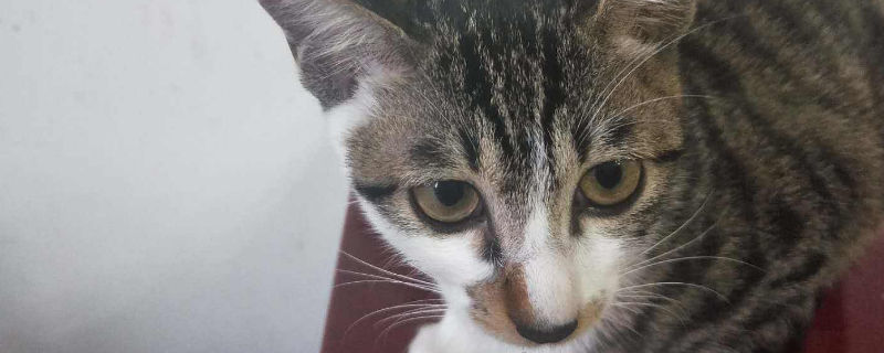 猫咪耳朵脏