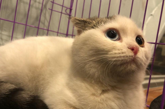 幼猫能喝酸奶吗，猫喝酸奶好吗