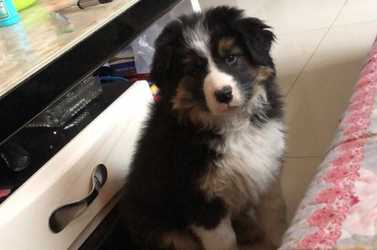 狗粮干吃还是泡着吃