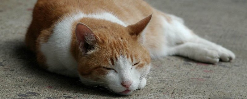 流浪猫走了还会回来吗