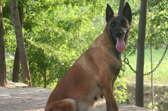 马犬长几个月就不长了