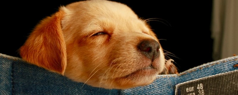 狗狗打狂犬疫苗免费吗
