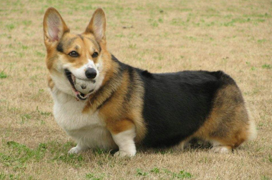 比格犬和柯基犬哪个好，柯基缺点多比格更适合家养