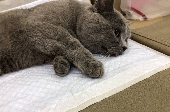 猫绝育后第三天开始吐怎么回事