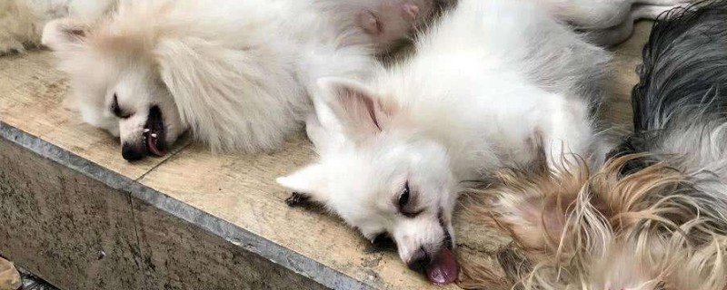 狗狗割声带好还是不割好，声带切除后有后遗症吗
