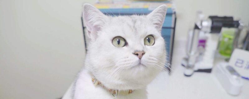 猫疫苗间隔21天和28区别