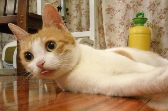 经常打猫咪它会怎么样