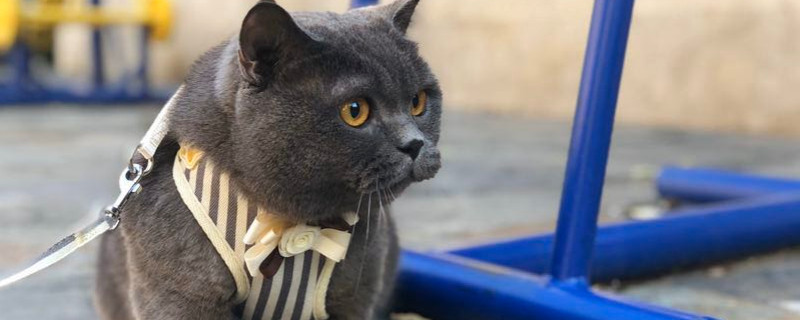 猫换新环境要注意什么
