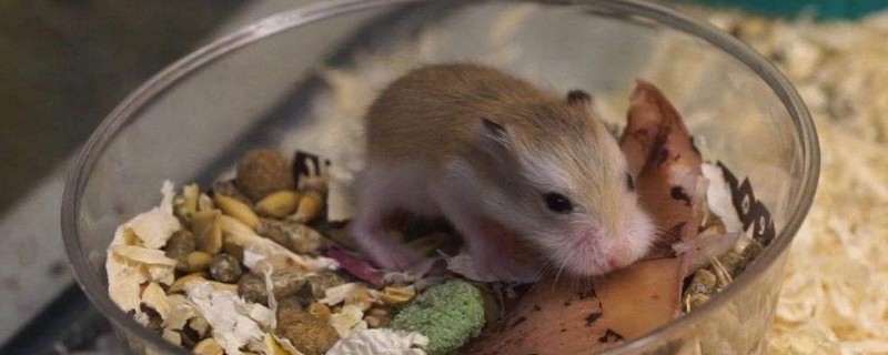 仓鼠突然不活泼了