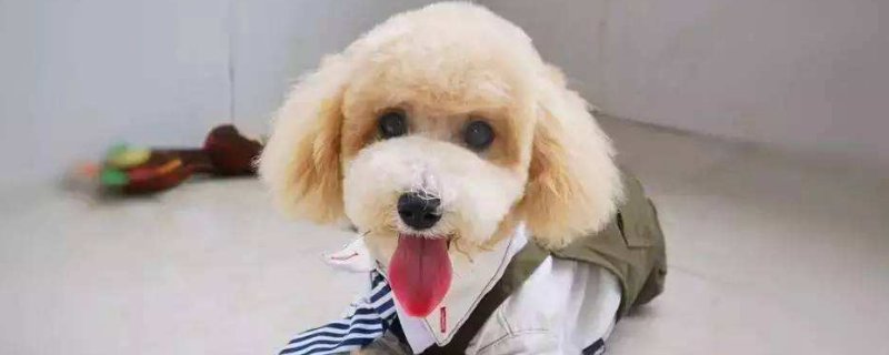 桑葚狗狗能吃吗