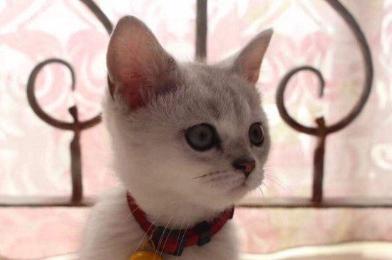 在宿舍养猫注意事项，在宿舍养猫的危害