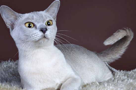 怎么判断猫是不是假死