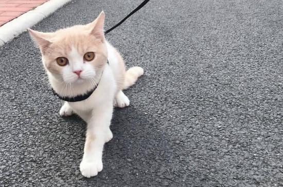 猫在家里找不到了