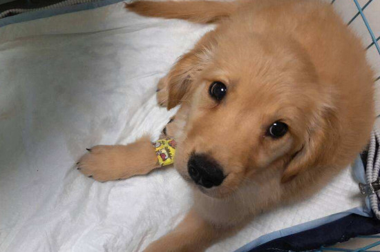 犬瘟不吃东西是几期
